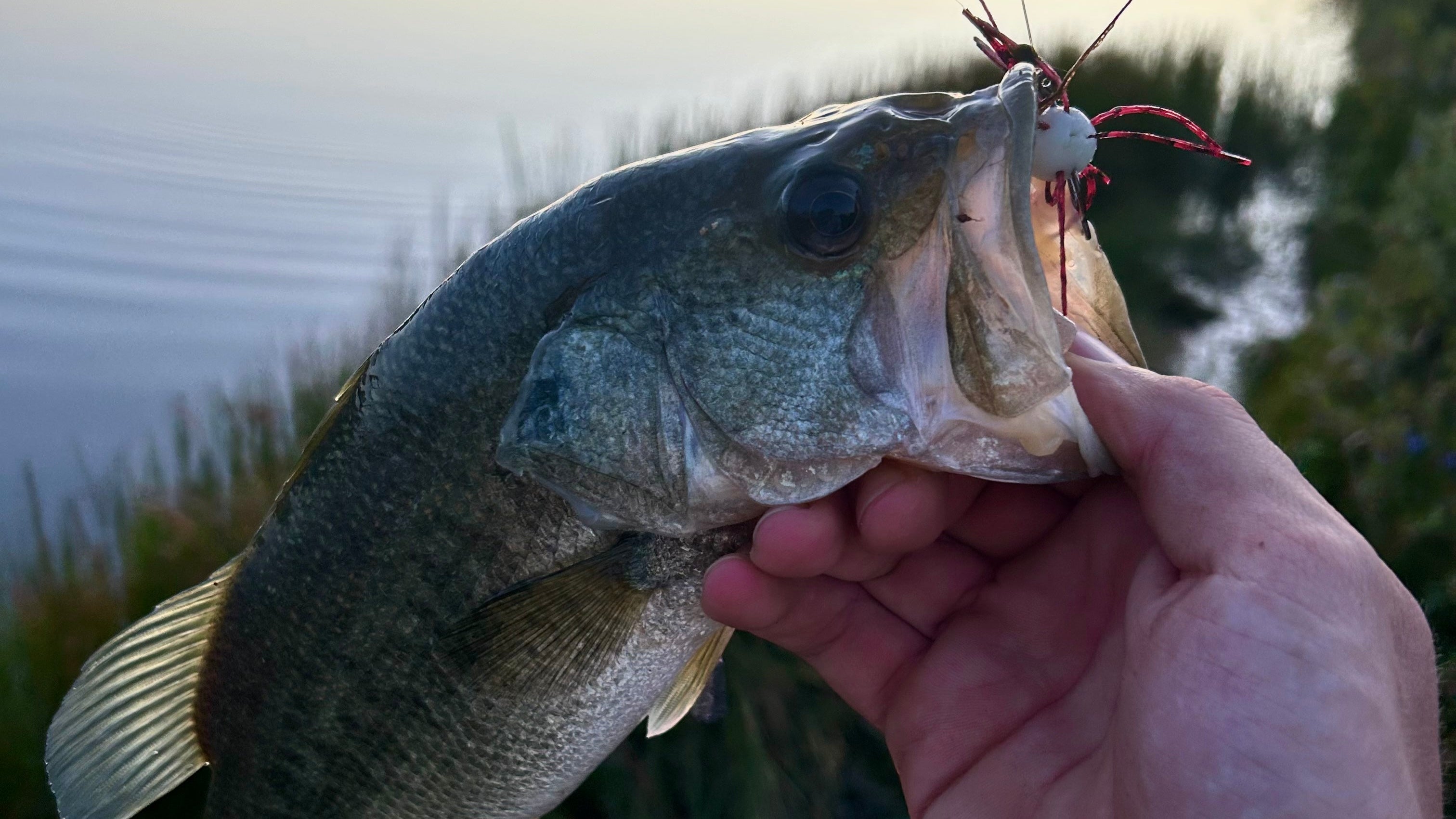 MarrKing Lures | Handcrafted Baits with Purpose & Performance